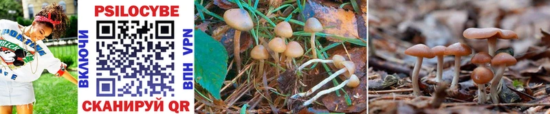 Галлюциногенные грибы Psilocybe  Михайлов 